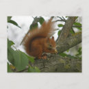 Recherche de ecureuils cartes postales Boisé