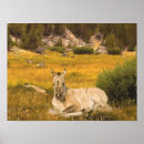 Recherche de poulain posters Amoureux des chevaux