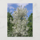 Recherche de pommier cartes postales Arbres
