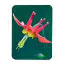 Recherche de ken magnets Mount rainier