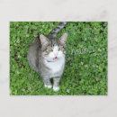 Recherche de chat rayé gris Amoureux des chats