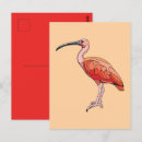 Recherche de ibis cartes postales Nature