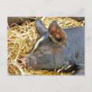 Recherche de agriculture cartes postales Mignon