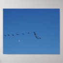 Recherche de migrateur posters Migration