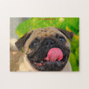 Recherche de pug puzzles Pour tous