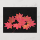 Recherche de feuille érable cartes postales Couleurs d'automne