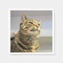 Recherche de tigre serviettes Photographie