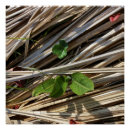 Recherche de paille posters Vert