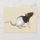 Recherche de rat cartes postales Animal de compagnie