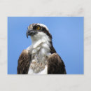 Recherche de aigle de mer cartes postales Raptor