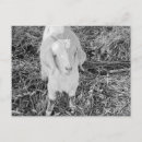 Recherche de chèvres cartes postales Blanc