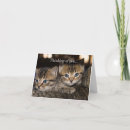 Recherche de moma vœux cartes Chat