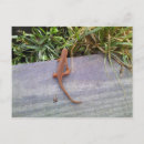 Recherche de salamandres cartes postales Animal