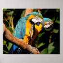 Recherche de ara posters Parrot
