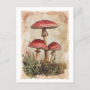Recherche de champignons rouges cartes postales Plante