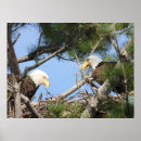 Recherche de nid posters Observation des oiseaux
