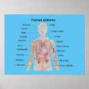 Recherche de organe anatomie posters Coeur