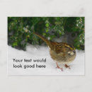 Recherche de moineau cartes postales Hiver
