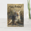 Recherche de canis vœux cartes Coyote