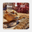 Recherche de lézards ornements Animal