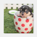 Recherche de chienchien magnets Chiot