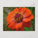 Recherche de fleurs sauvages orange cartes postales Toute personne