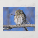 Recherche de hiboux cartes postales Ciel