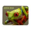 Recherche de grenouille magnets Amant de grenouille