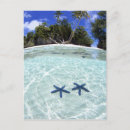 Recherche de arbres tropicaux cartes postales Mer
