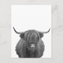 Recherche de cow cartes postales Écossais