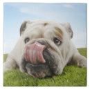 Recherche de corps carreaux Animaux