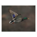 Recherche de canard en vol posters Oiseaux aquatiques