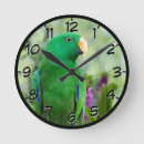 Recherche de parot horloges Animal
