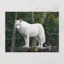 Recherche de photo de loup cartes postales Canine