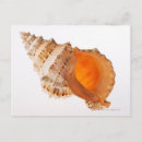 Recherche de coquille cartes postales Motif naturel