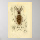 Recherche de seiches posters Océan