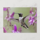 Recherche de colibri coloré cartes postales Vintage