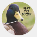 Recherche de chasse de canard photographie Canards