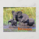 Recherche de éléphant africain cartes postales Famille