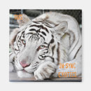 Recherche de chat blanc magnets Exotique