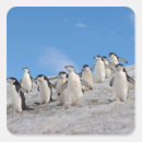 Recherche de faune antarctique autocollants Oiseau