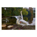 Recherche de lac cygne posters Lac des cygnes