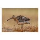 Recherche de long bec posters Oiseau