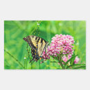 Recherche de machaon de tigre Animal
