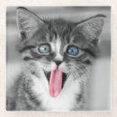 Recherche de chaton drôle dessous de verres Animaux mignons