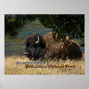 Recherche de bison buffle posters Parc national