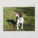 Recherche de sensible cartes postales Chien