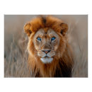 Recherche de lionne posters Chat sauvage