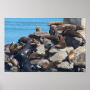 Recherche de lions posters Océan