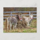 Recherche de mulets cartes postales Animal